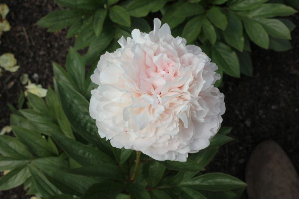 New Day - Image 9