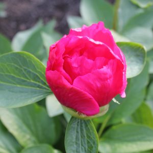 Orcinus