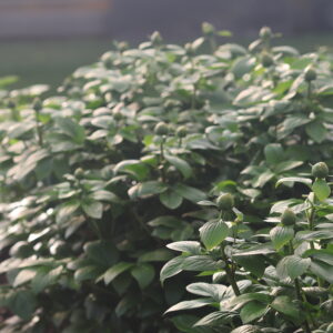 Rapid - Image 11