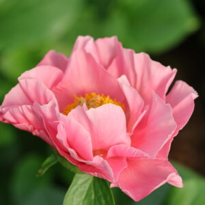 Request - Image 6