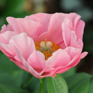 Request - Image 7