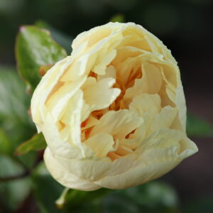 Rosemoore Gold - Image 8