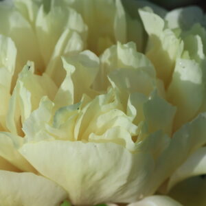 Rosemoore Gold - Image 3