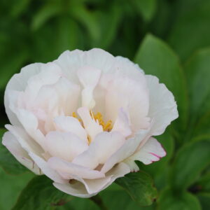 Straight Draw - Image 9