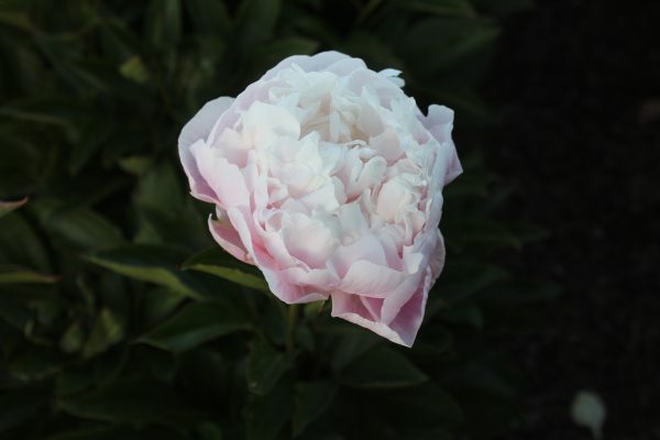 Alibi - Image 11
