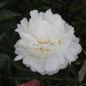 Canova