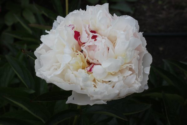 Carpe Diem - Image 9