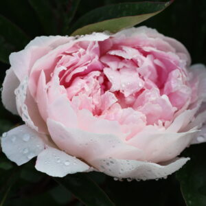 Check - Image 8