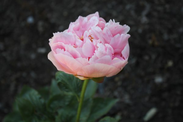 Common Sense - Image 5