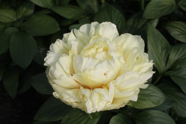 Compassion - Image 10