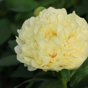 Compassion - Image 11