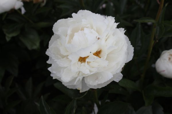 Dreamboy - Image 10