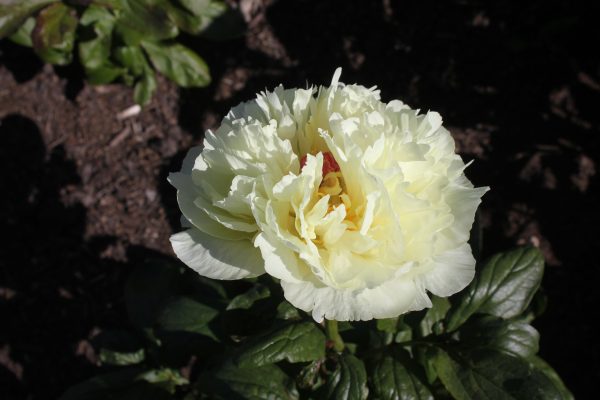 Ferro - Image 4