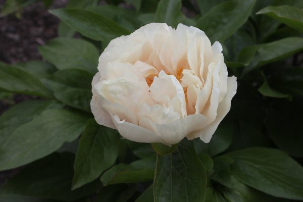 Gratitude - Image 10