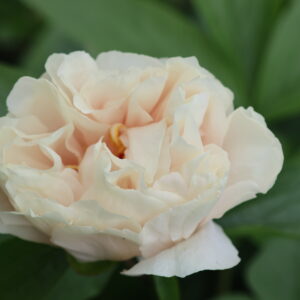 Gratitude - Image 11