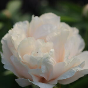 Gratitude - Image 10
