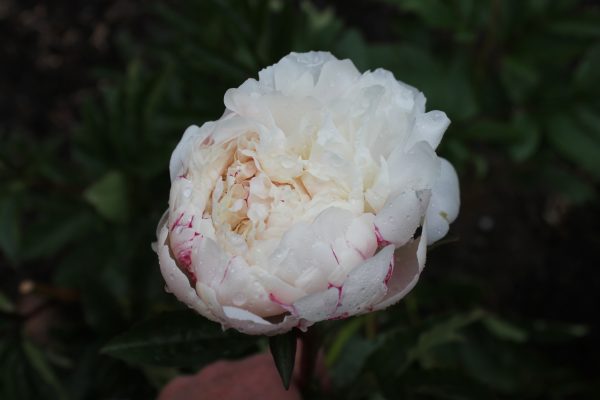 Kicker - Image 6