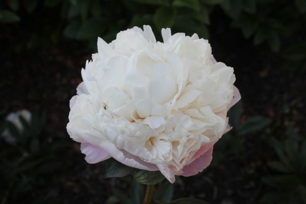 Lita - Image 6