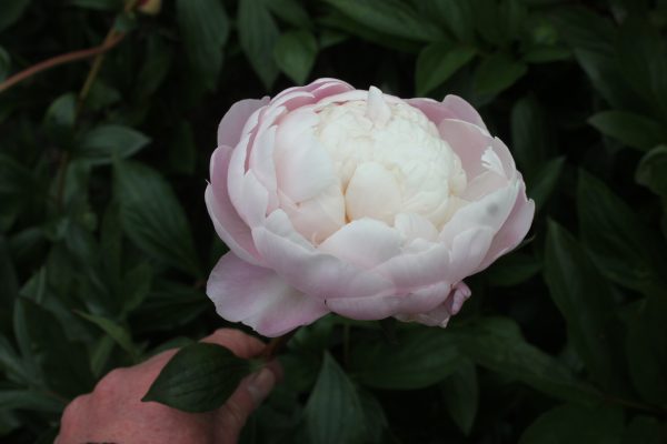 Lita - Image 5