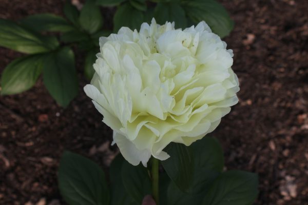 Mindfulness - Image 12