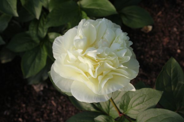 Mindfulness - Image 11
