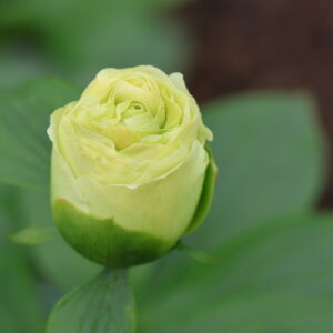Mindfulness - Image 11