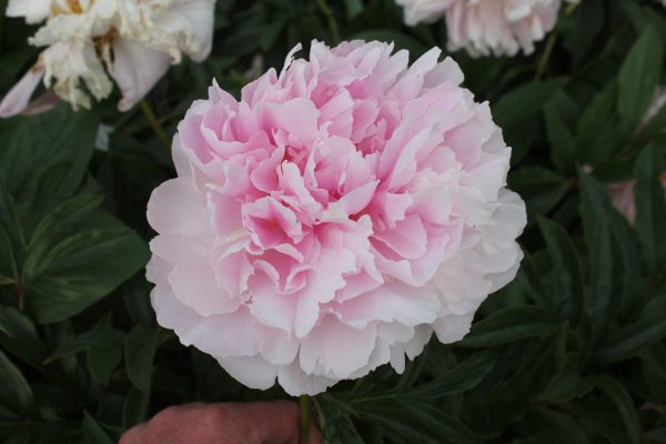 Painted Pink