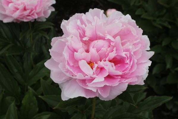 Painted Pink - Image 6