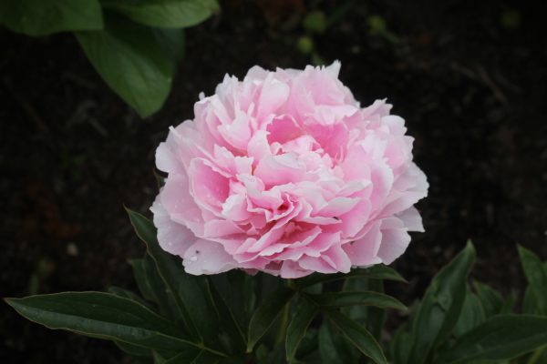 Painted Pink - Image 5