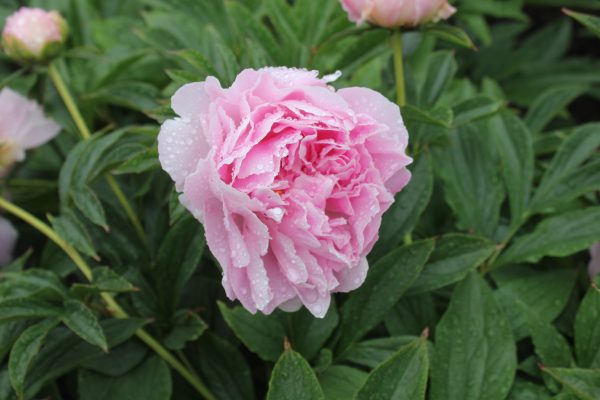 Painted Pink - Image 4