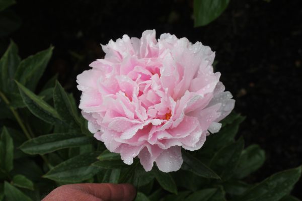 Painted Pink - Image 3