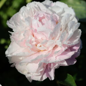 Painted Pink - Image 3