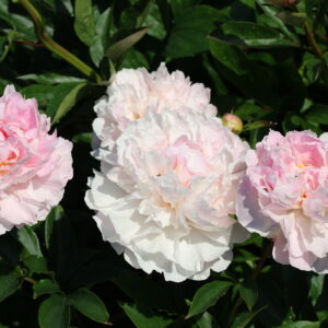 Painted Pink - Image 4