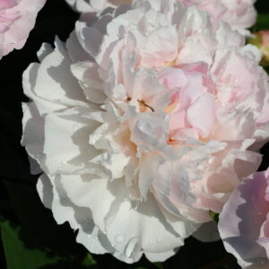Painted Pink - Image 5
