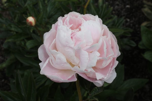 Rigel - Image 5