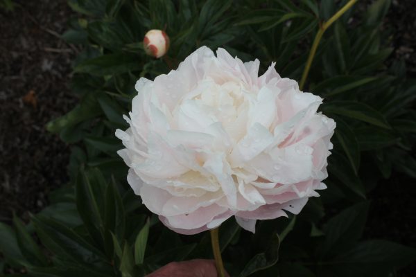 Rigel - Image 2