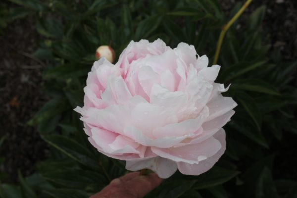 Rigel - Image 6