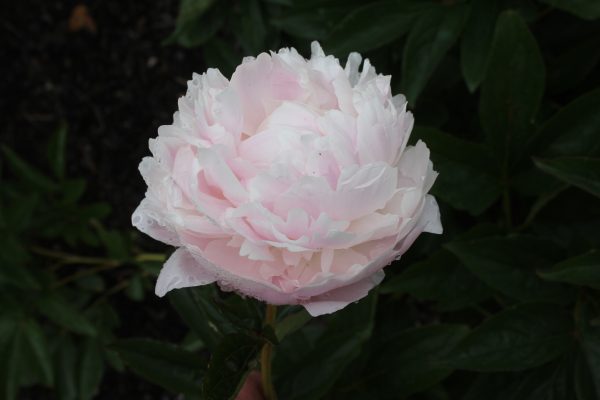 Rigel - Image 4