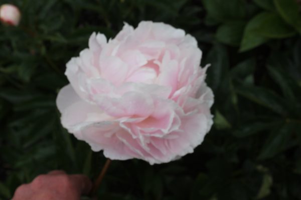 Rigel - Image 3