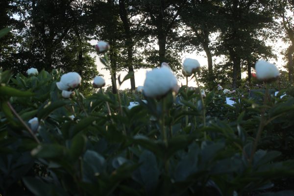 Ursula - Image 12