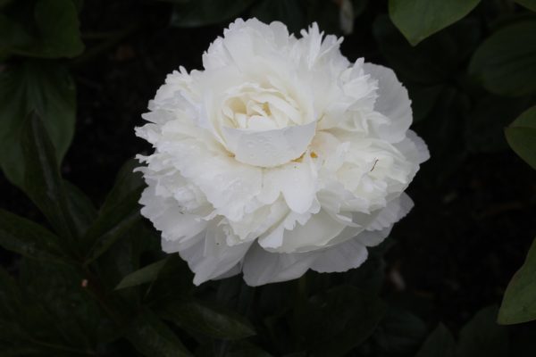 Ursula - Image 11