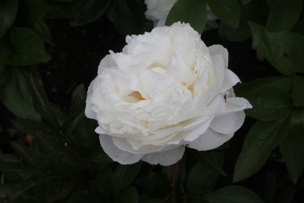 Ursula - Image 7