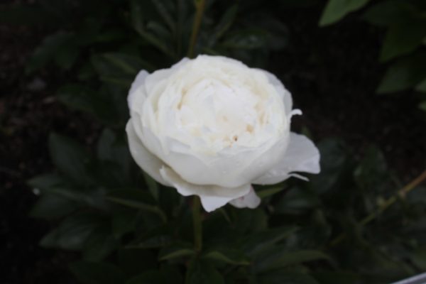 Ursula - Image 9