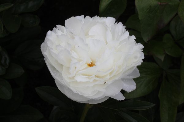 Ursula - Image 8