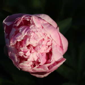 Videre Vincere Est - Image 8