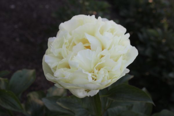 Silver Cloud - Image 3
