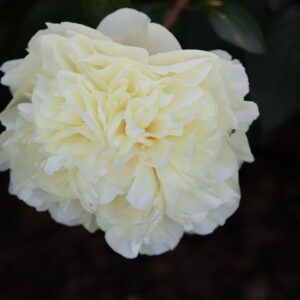 Silver Cloud - Image 10