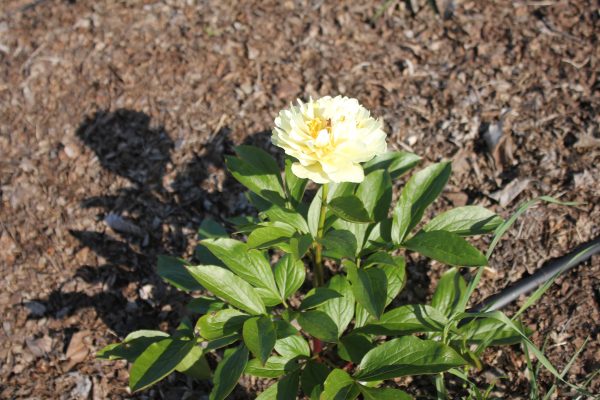 Uphill - Image 4