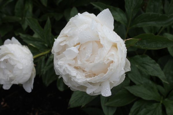 Westminster - Image 6