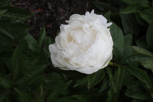 Westminster - Image 7